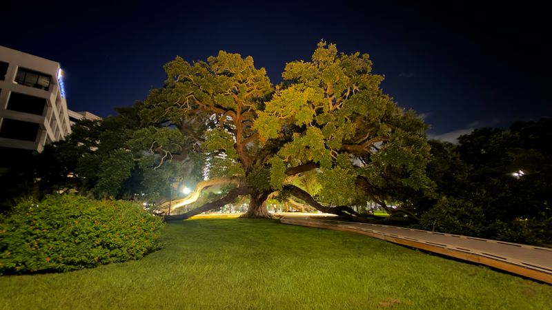 Why This Ancient Oak Has Become One of Jacksonville's Most Recognizable Natural Sights
