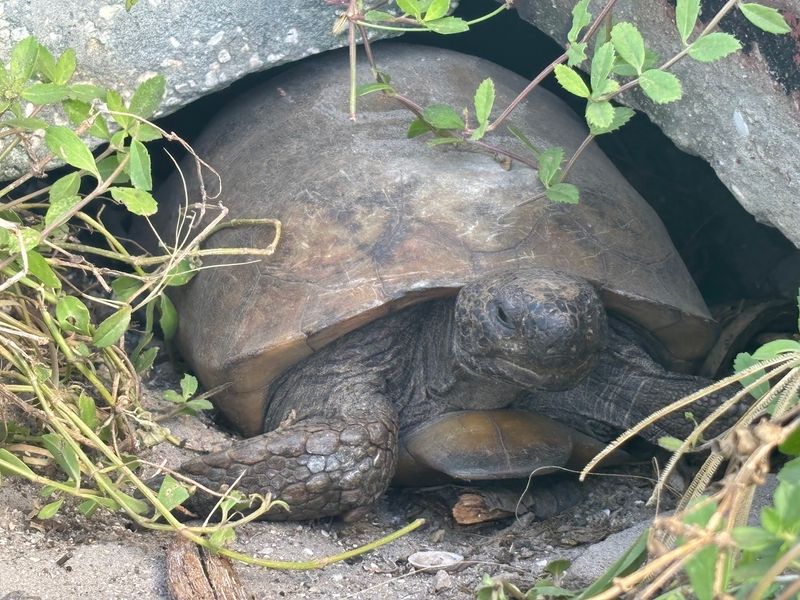 Gopher Tortoises Run This Island, Slowly