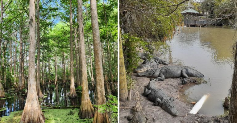 Boardwalks and Black Bears Make This 7-Mile Florida Trail One Wild Adventure