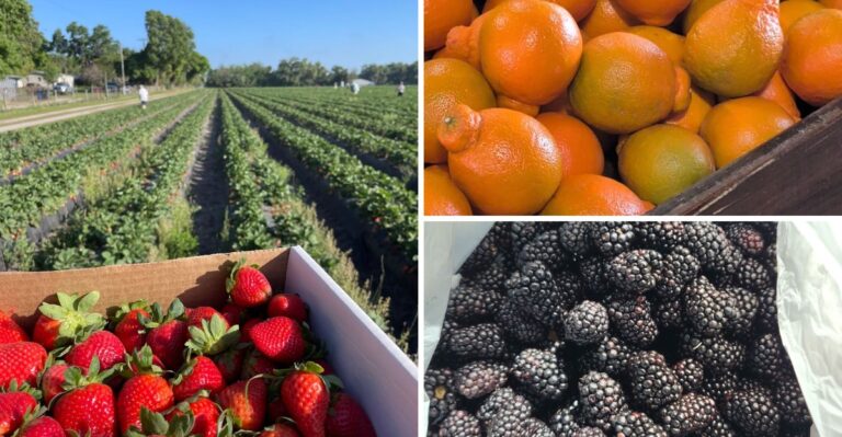 Bring a Basket and a Few Dollars to These 8 U-Pick Farms Near Plant City