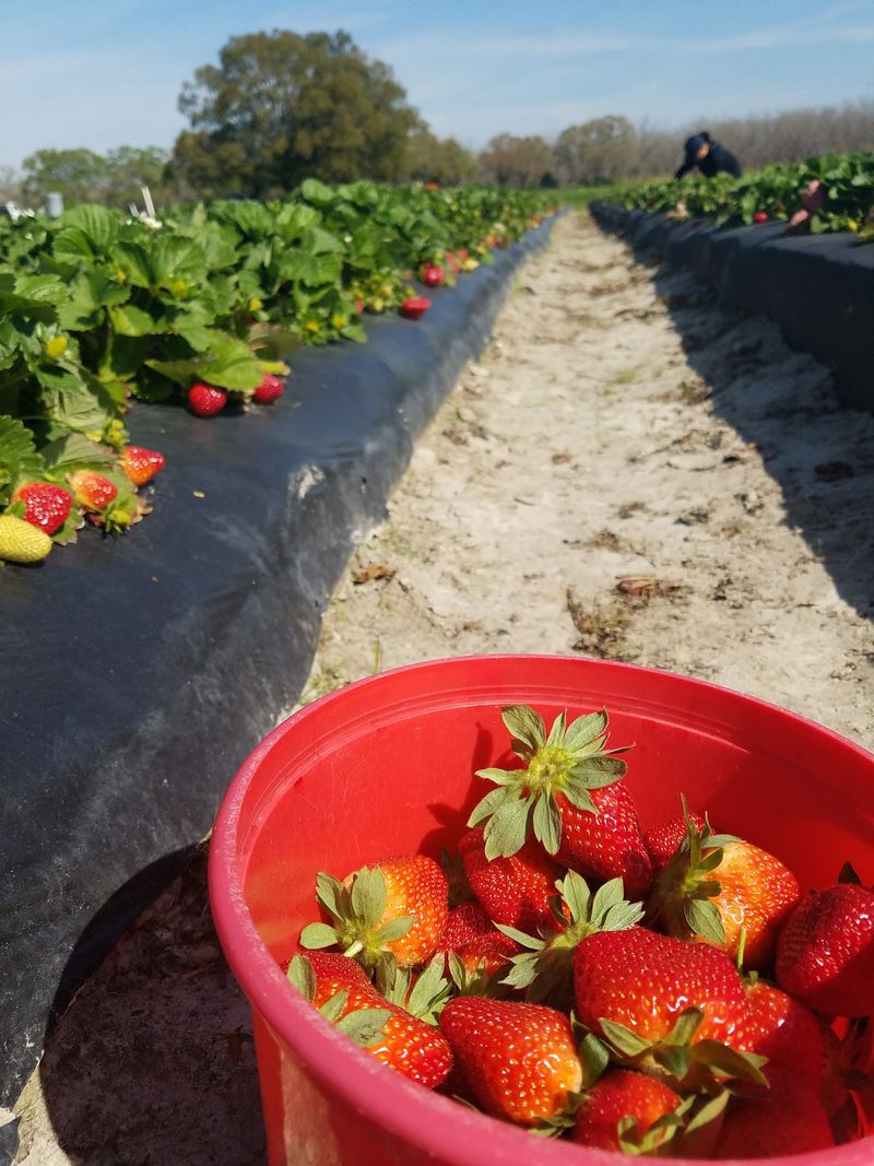 Brown's Farm - Hawthorne