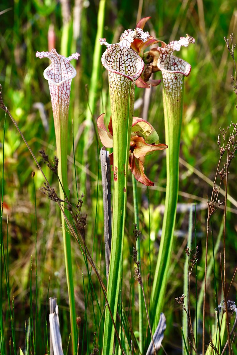 A Pensacola Preserve Where Carnivorous Plants Grow Wild