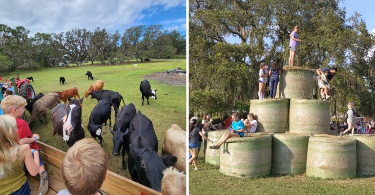 Corn Mazes, Tractor Rides, And Farm Animals Make This Florida Fall Festival Worth The Trip