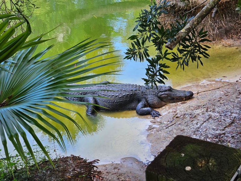 Hold Onto Your Hat On A Real Everglades Airboat
