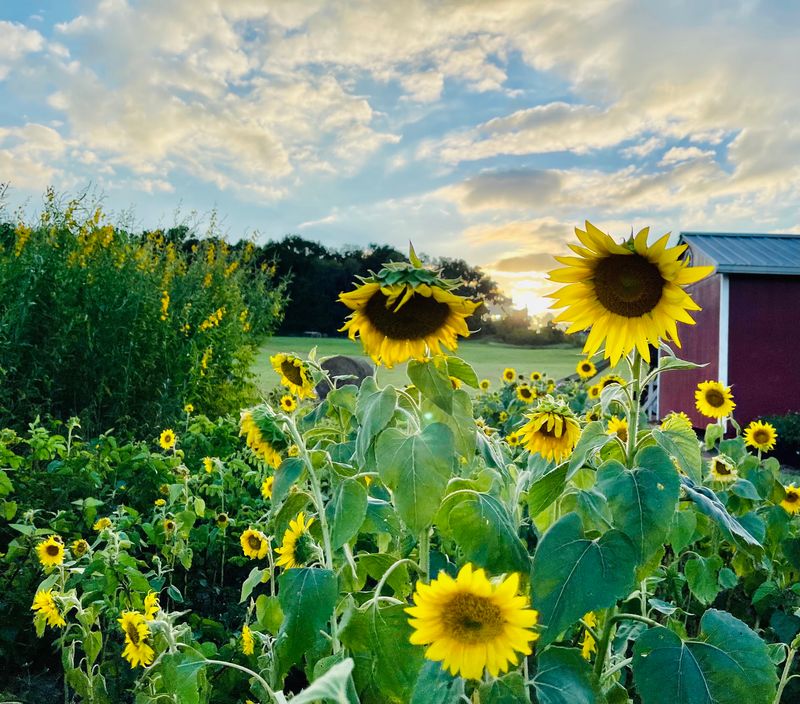 Red House Ranch