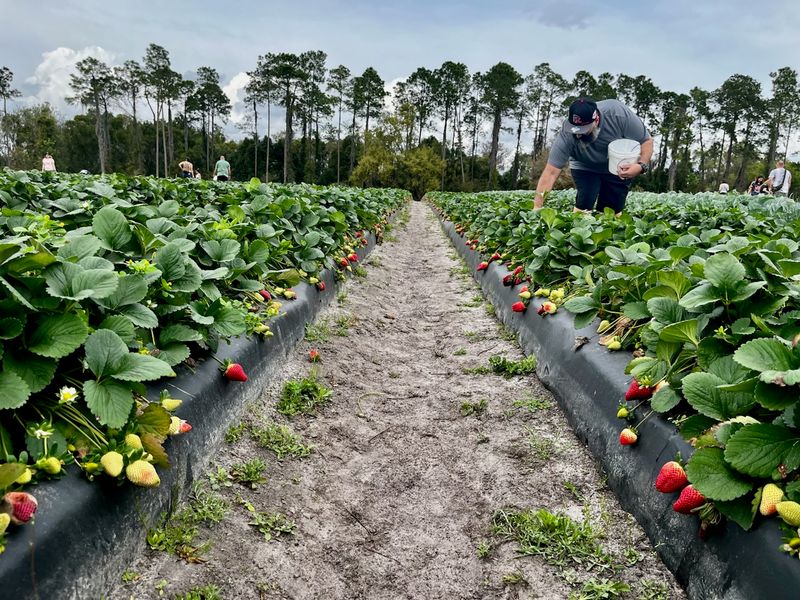 Amber Brooke Farms - Eustis