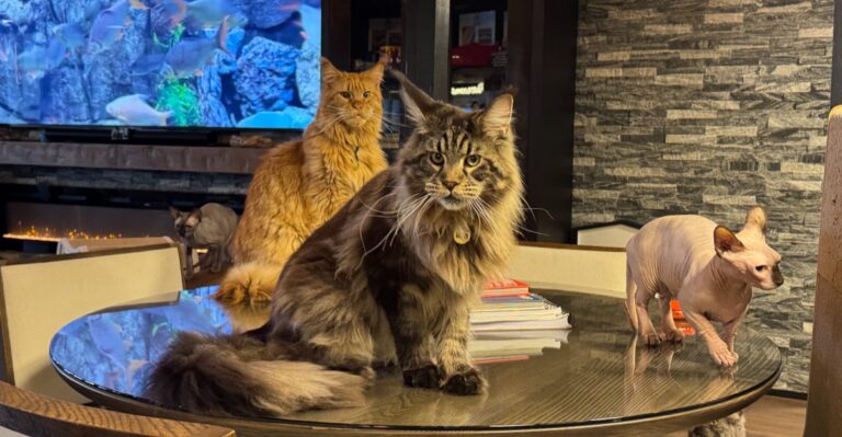 Giant Maine Coons Steal the Show at This Florida Cat Cafe Near Disney World