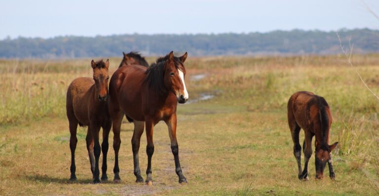 I Can’t Believe These 9 Wild Florida Places Are So Close to Major Cities