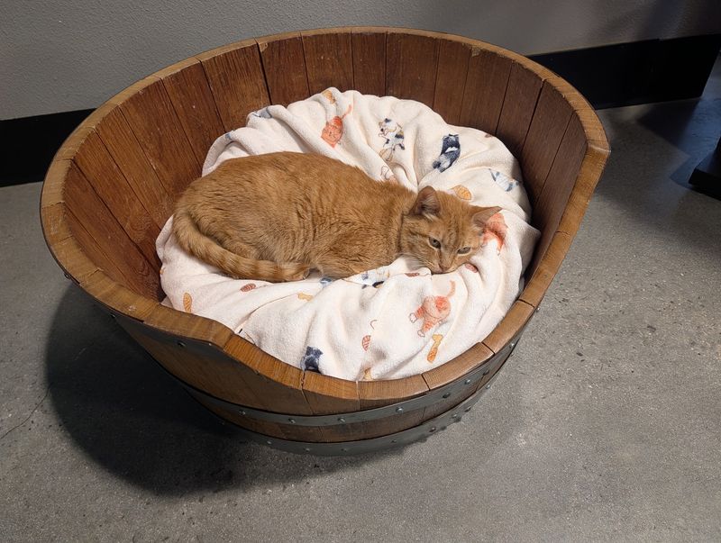 A Room Full Of Adoptable Cats Turns Every Visit Into Something Unexpected