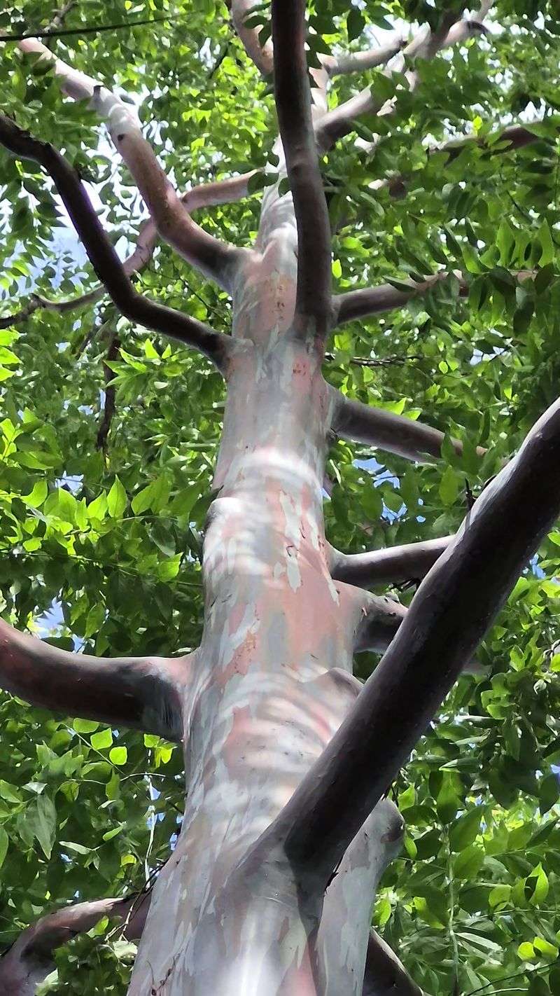 Old Trees Here Have Seen More Birthdays Than Anyone You Know