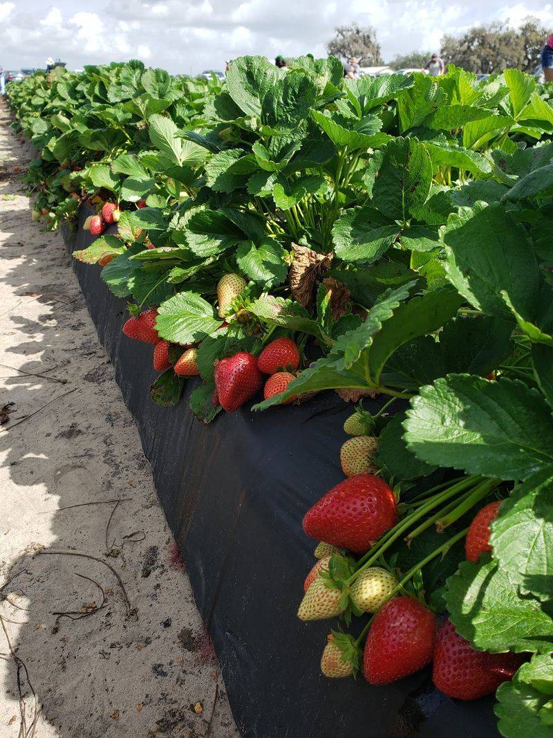 Spivey Farms - Plant City