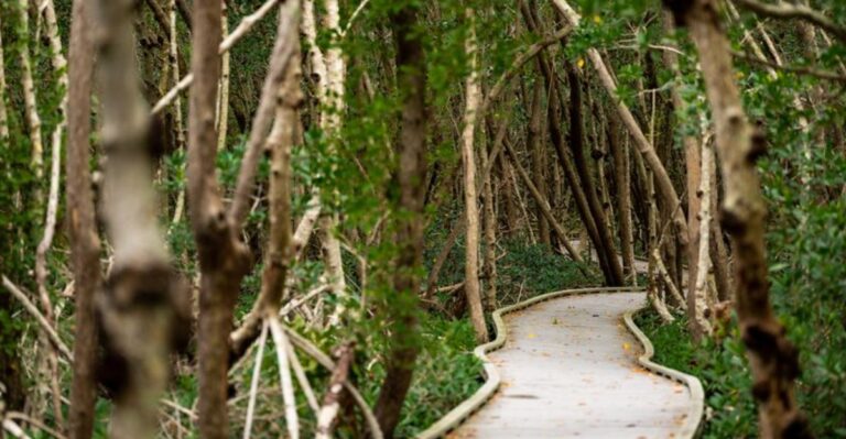 Most Floridians Have No Idea This Magical Mangrove Boardwalk Exists