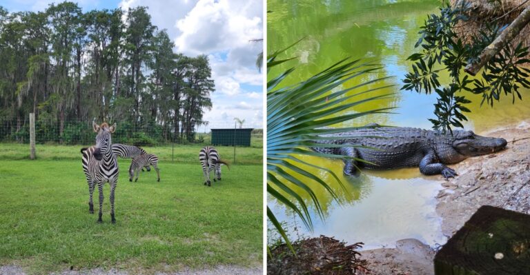 Over 100 Exotic Animals Wander Right Up To Your Car At This Florida Drive-Through Safari