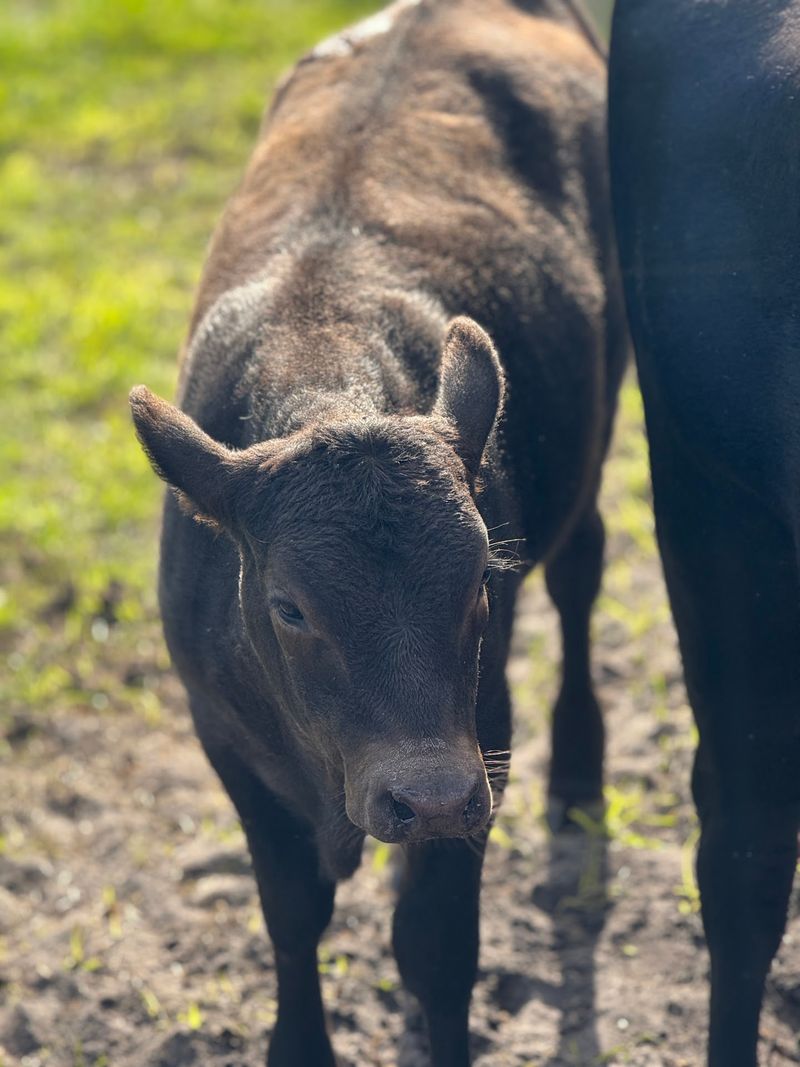 Mini Moos And A Wooden Cow Named Betsy Steal The Show