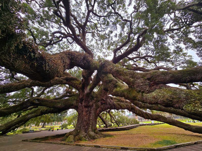 A 250-Year-Old Oak in Jacksonville, Florida Spreads Wider Than Most Visitors Expect