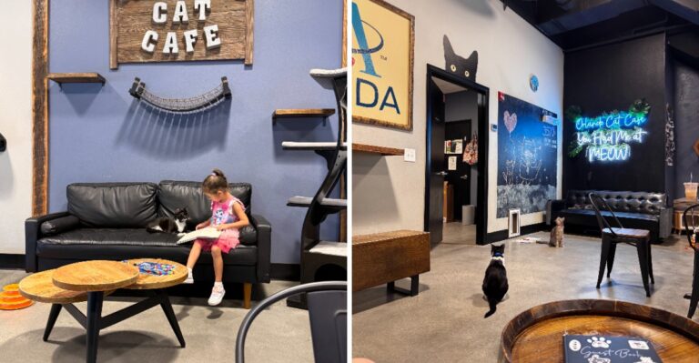 Sip Coffee And Meet Your New Best Friend At This Cozy Florida Cat Cafe
