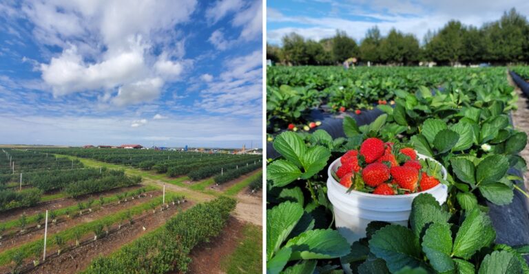 Skip the Usual Pumpkin Patch for These 12 Florida Fruit Farms This Fall