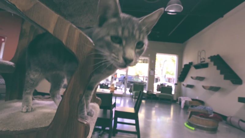 Florida's First Cat Cafe Has Been Mixing Coffee And Cat Cuddles For A Decade