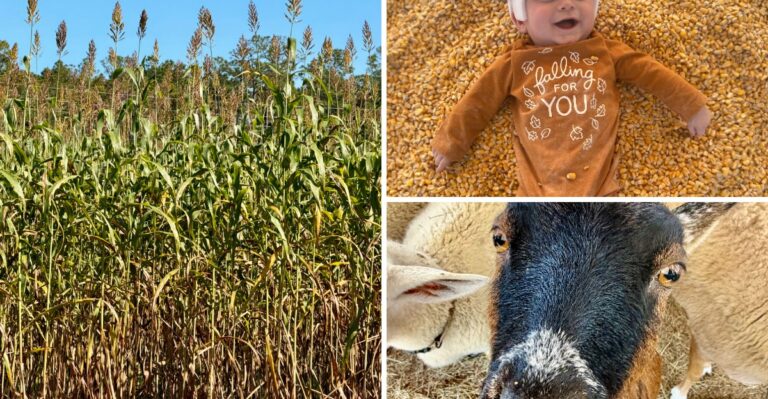 This Giant 8-Acre Corn Maze in Florida Is the Kind of Fall Adventure You Could Get Lost in for Hours