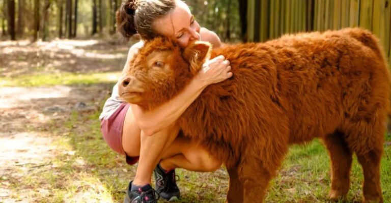 This Hidden Farm Near Jacksonville Lets You Spend the Night With Highland Cows