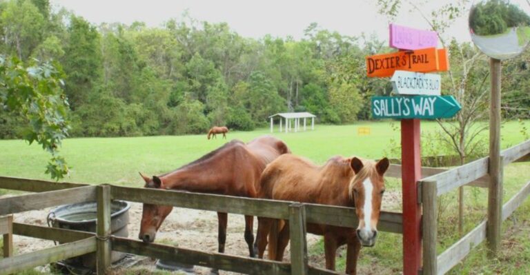 This Hidden Florida Farm Gives Retired Horses the Peaceful Life They Deserve