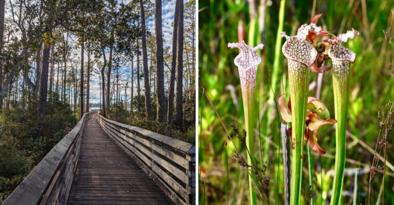 This Is Where Florida’s Wild Pitcher Plants Create an Otherworldly Landscape