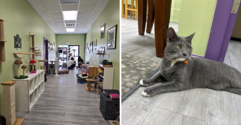 This Orlando, Florida Cat Cafe Has One Resident Feline Who Never Leaves