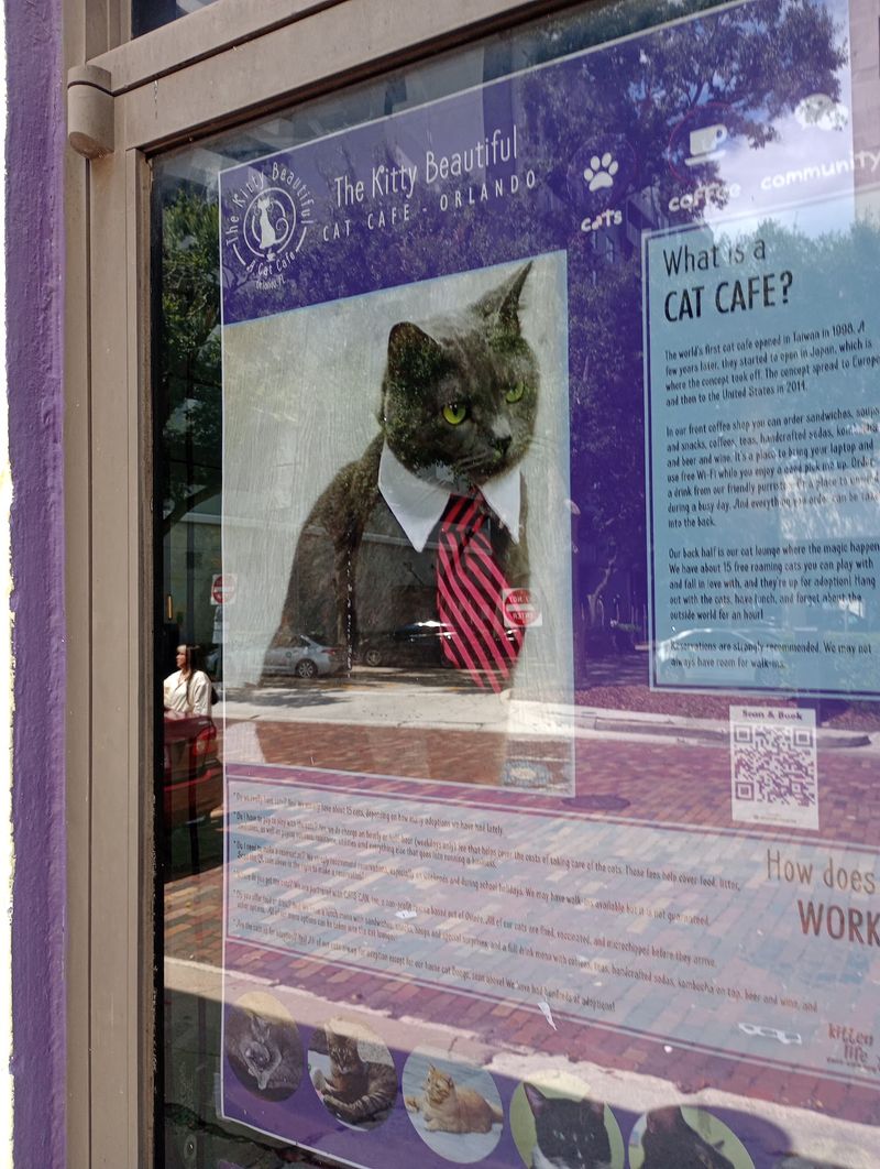 Bongo Is the One Cat Here Who Is Not Looking for a New Home