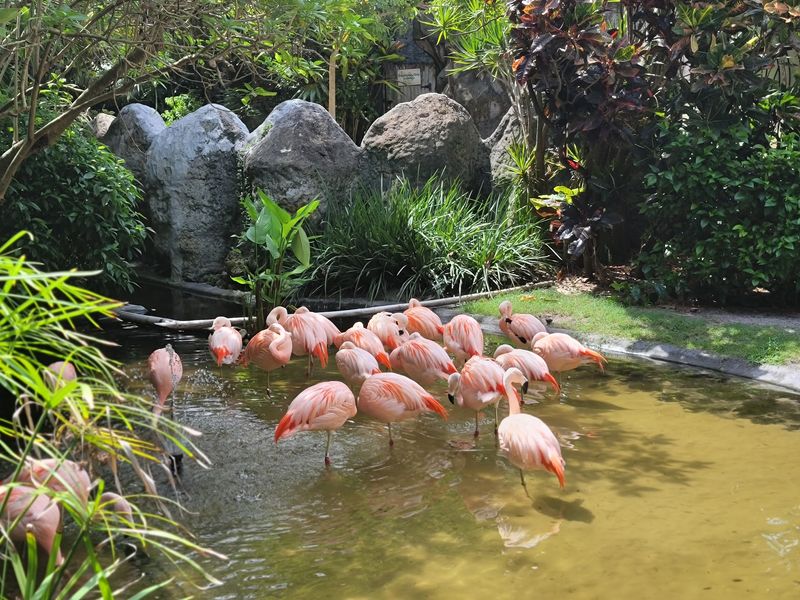 Pink Feathers Have Ruled This Garden Since 1956