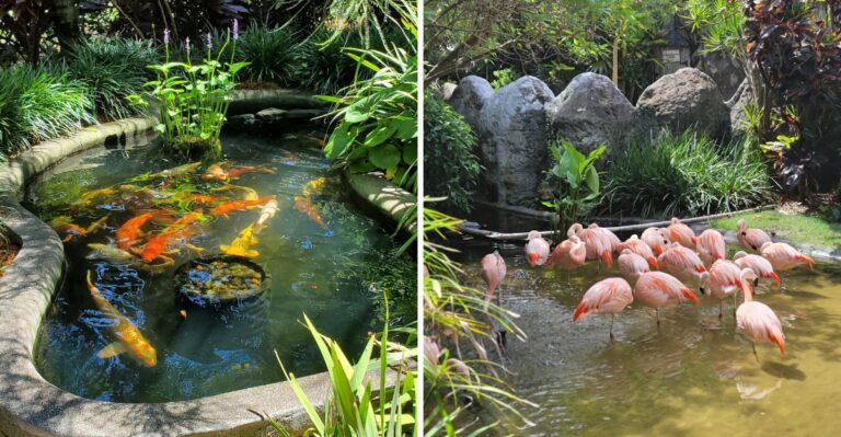 Wander Among Some Of Florida’s Oldest Tropical Plants At This Botanical Wonder