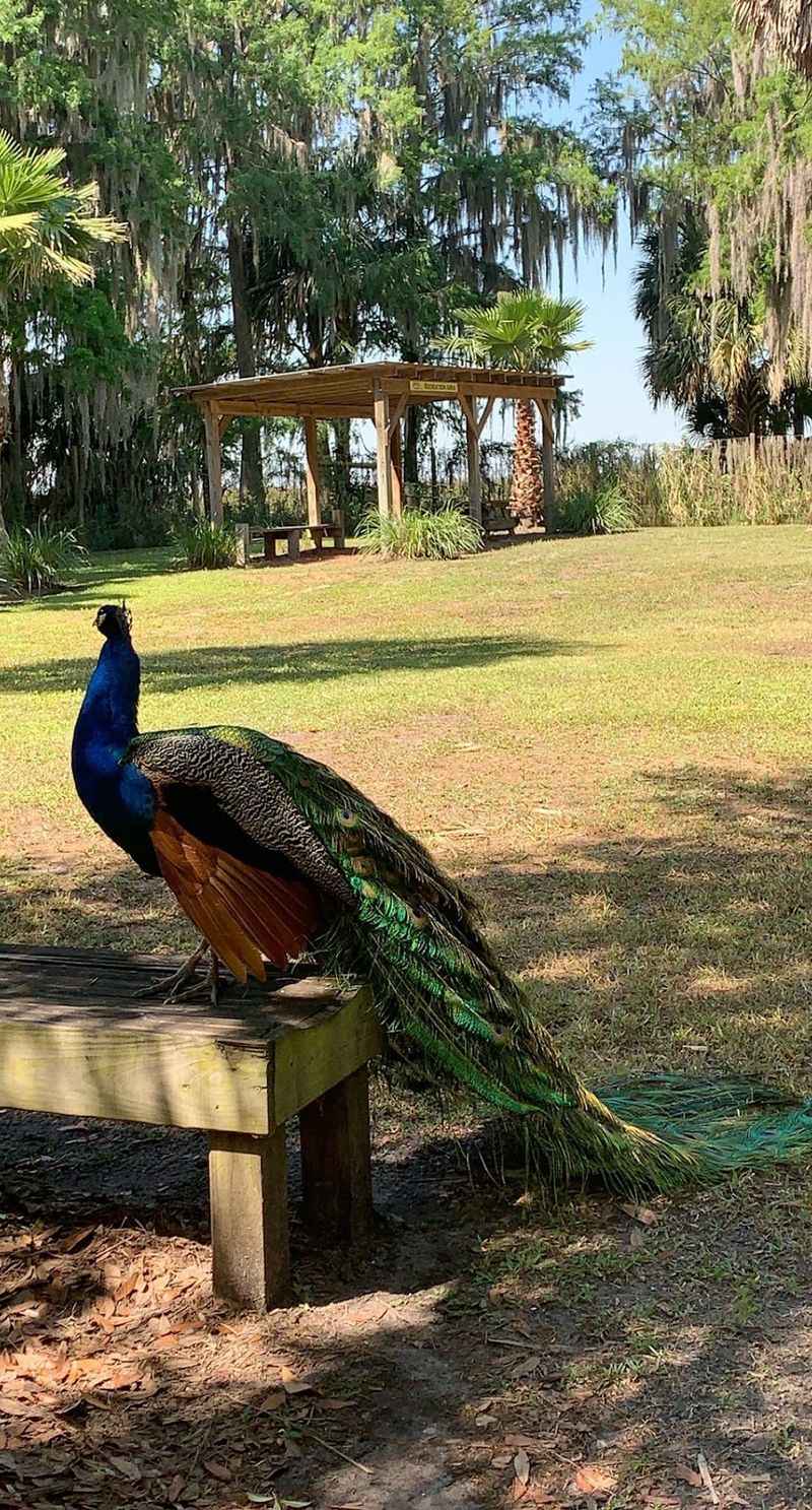 This Florida Trail Is Made for Hikers Who Want Something Wilder