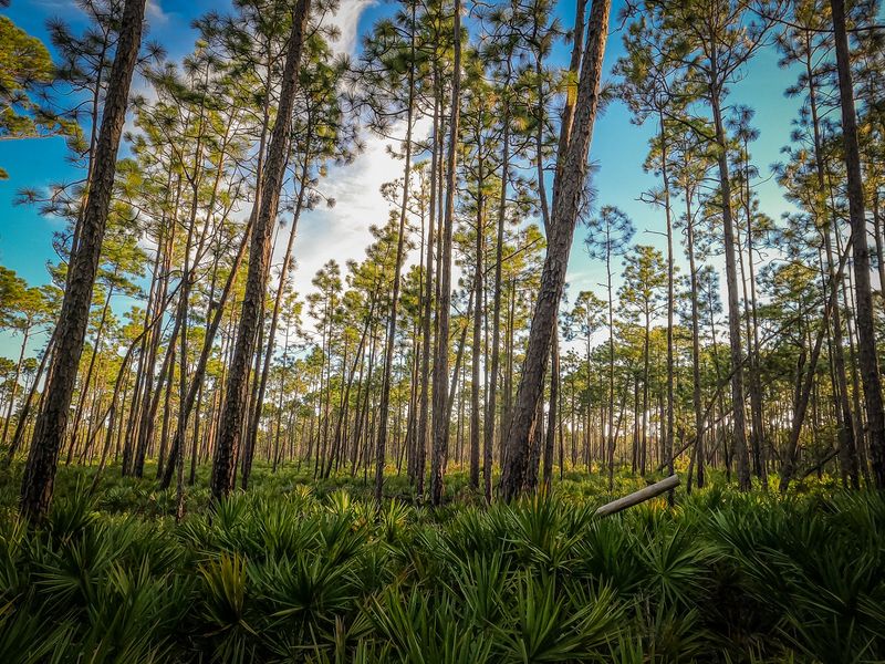 The Rare White-Top Pitcher Plant Gives This Landscape Its Strange Beauty