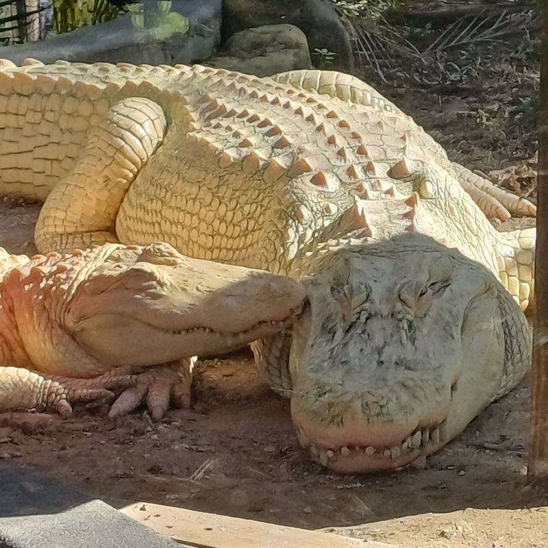 Your Admission Also Unlocks A Whole Gator Park