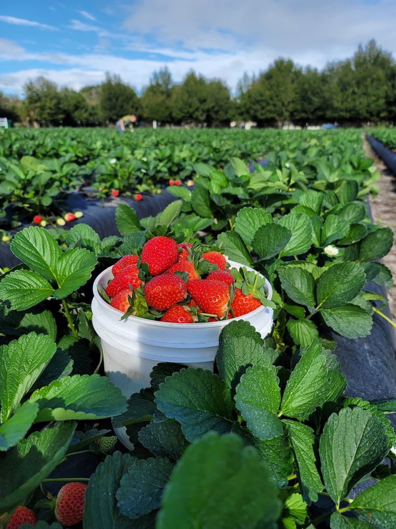 Mick Farms - St. Cloud