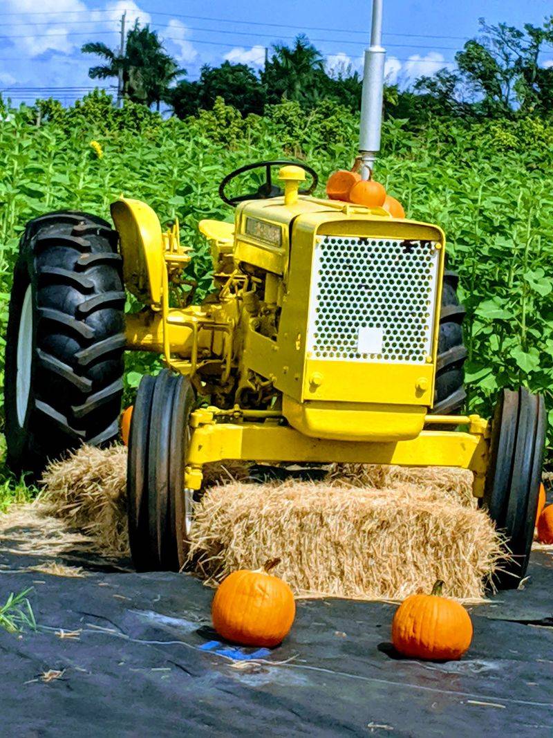 Why The Berry Farms Feels Like One of South Florida’s Best Fall Detours