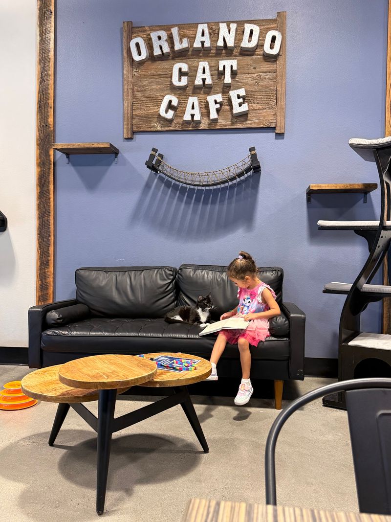 Why This Clermont Hangout Has Become A Favorite Stop For Florida Cat Lovers